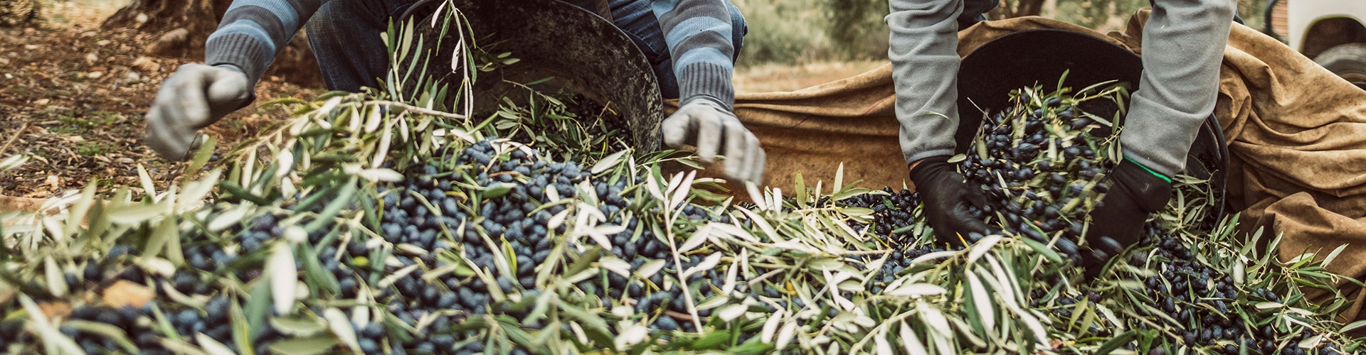 Seguro Agrario -Seguro Olivar de Globalcaja -Trabajadores recogiendo la cosecha de olivos en un recipiente
