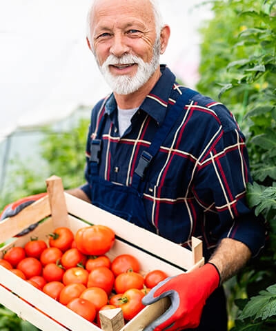 Ventajas del Financiamiento con SAECA - Trámites con SAECA - Chica de camisa de cuadros recolectando cultivo de tomates en invernadero