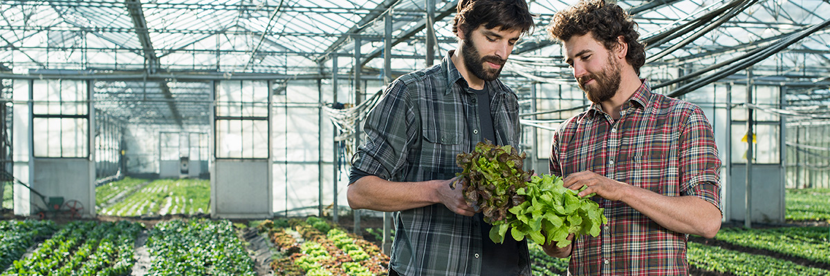 Seguros Hortícolas