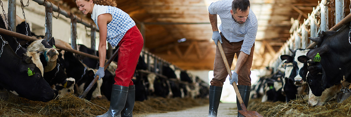 Seguro Ganaderos Globalcaja Seguro agrario para ganaderos de globalcaja- Hombre con camisa de cuadros trabajando con pala en corral de ganado.
