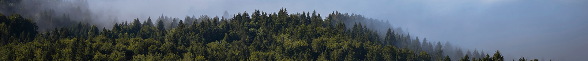 bosque de pinos bosque de pinos