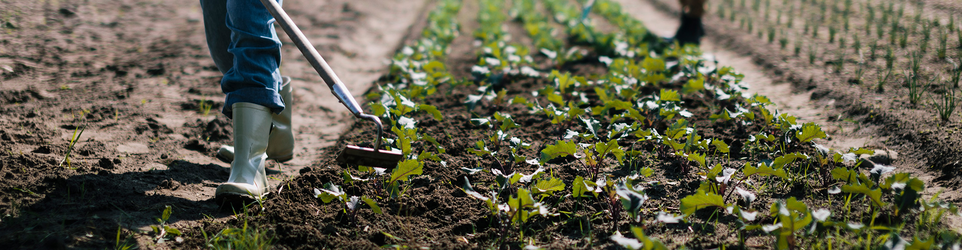 Anticipo de ayudas PAC | Hombre cosechando producto de su explotación agraria