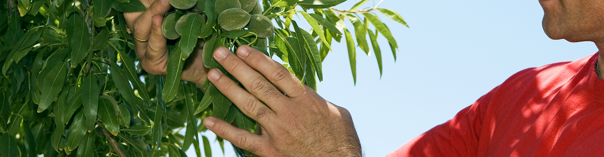 Seguro agrario especializado en la producción de cultivos de frutos secos - Hombre con camisa roja revisando su planta de fruto seco