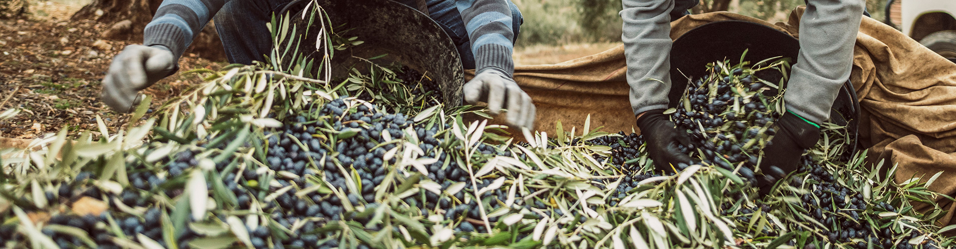 Seguro Olivar Globalcaja Seguro Agrario -Seguro Olivar de Globalcaja -Trabajadores recogiendo la cosecha de olivos en un recipiente