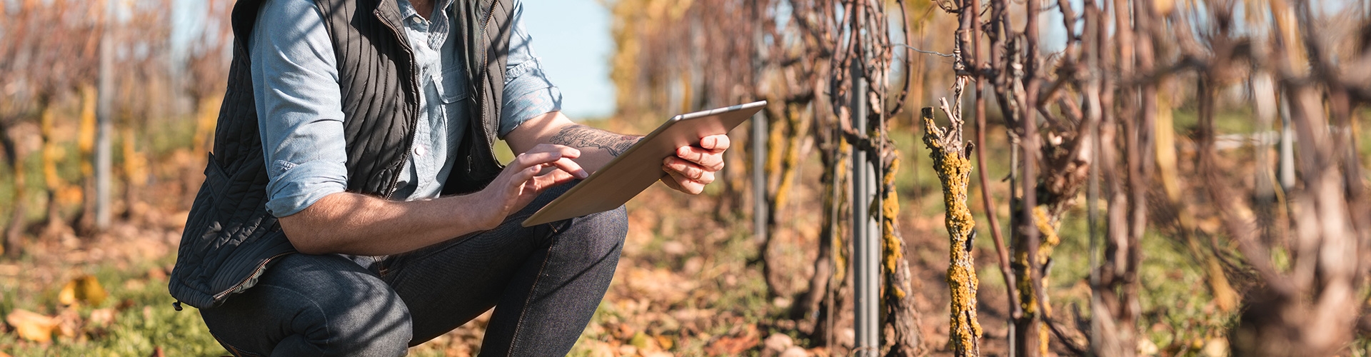 Aval de reestructuración agraria para Financiación a largo plazo - Persona con chaleco y camisa azul arrodillada en el campo, evaluando las condiciones del terreno y cultivos a través de una tablet