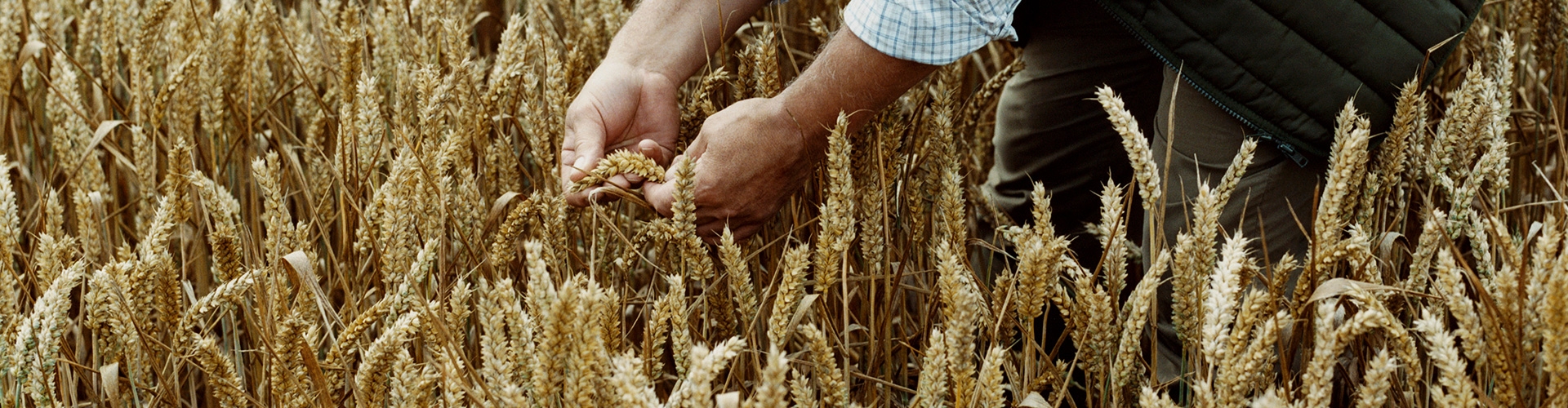 Seguro Agrario especializado para cultivos forrajeros - Hombre agricultor en campo de trigo, revisando la calidad de su cultivo