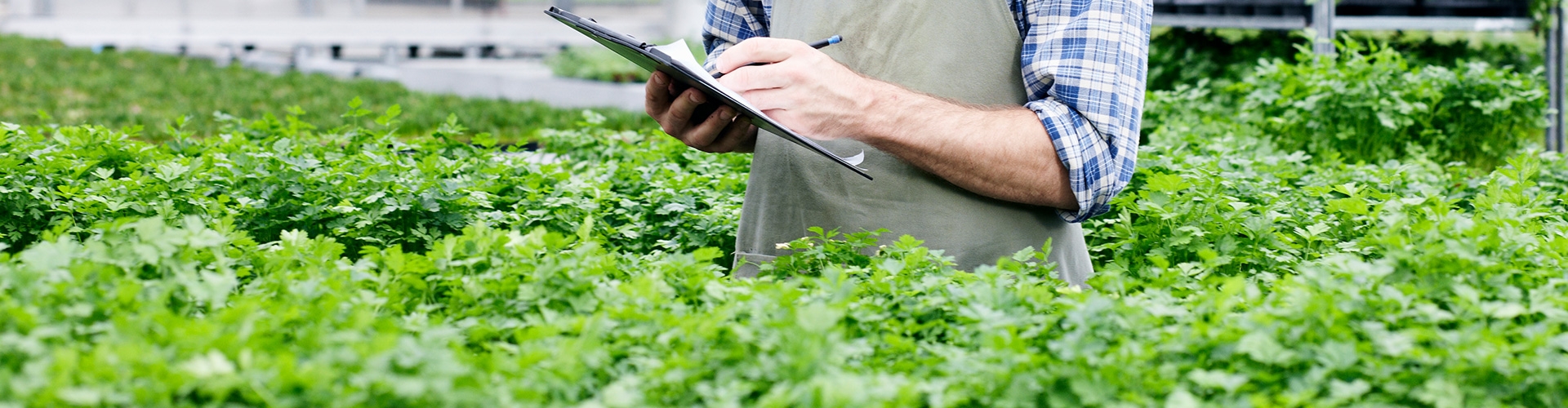 Seguro Agrario especializado para riesgos en cultivos herbáceos - Hombre vestido con camisa de cuadros y delantal evaluando la producción de herbáceos en el campo