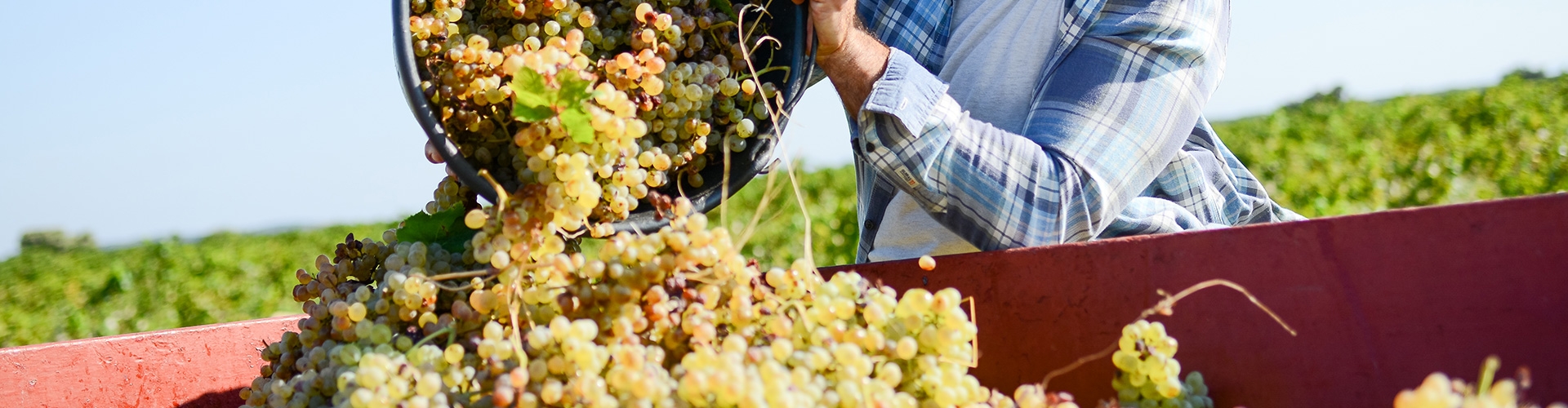 Seguro agrario especializado para uva de vinificación - Hombre en viñedo vestido con camisa de cuadros arrojando la cosecha de uva en depósito