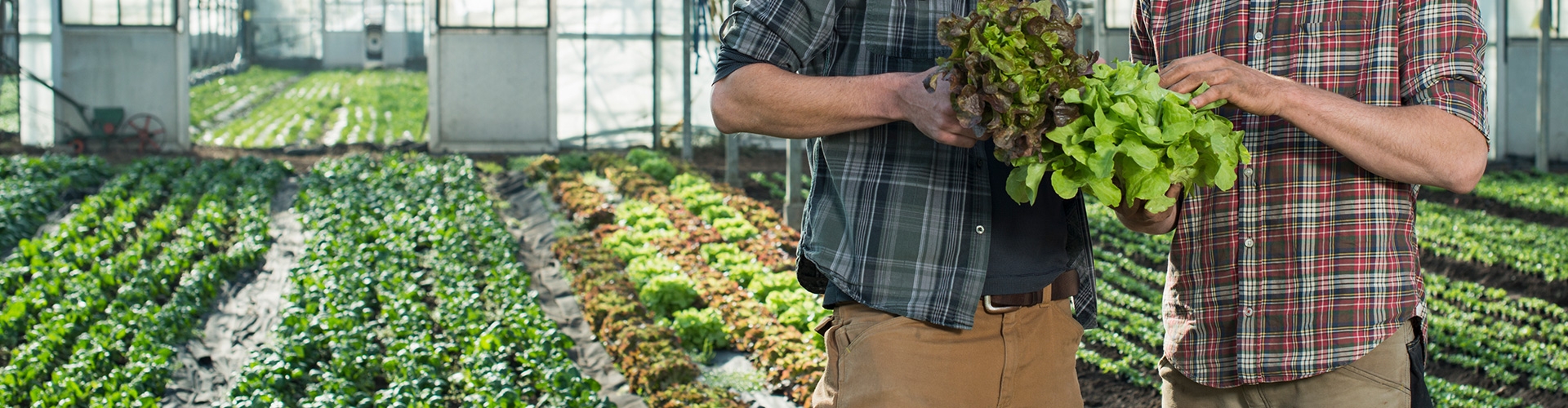 Seguro Agrario para Hortícolas - Personas en invernador, revisando la calidad de los productos de las plantas