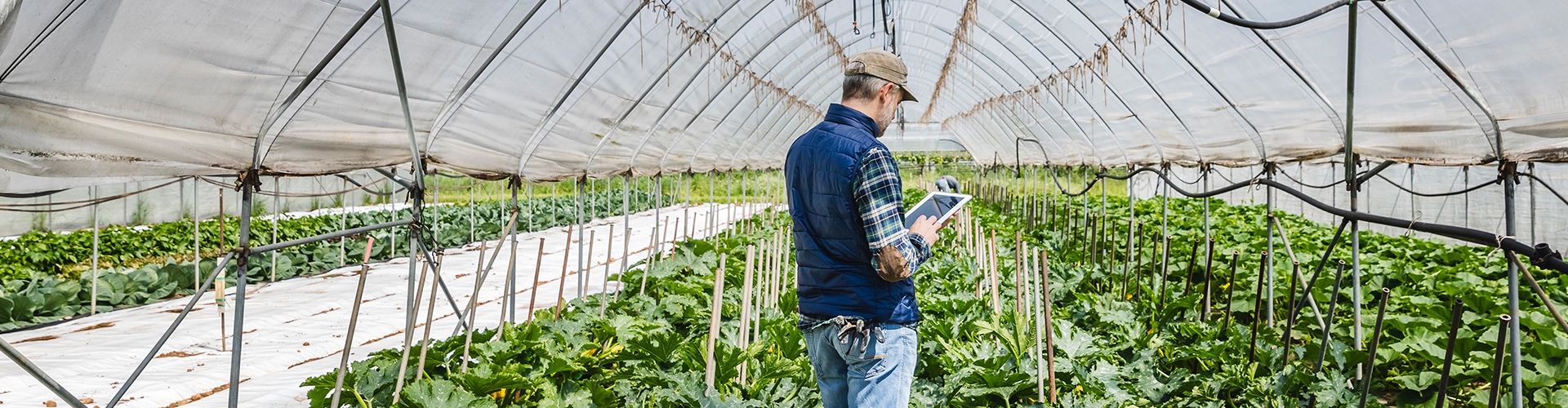 Financiación agraria a largo plazo para agricultores profesionales - Agricultor profesional con chaleco azul y camisa de cuadro, trabajando en sus cultivos con una tablet en la mano