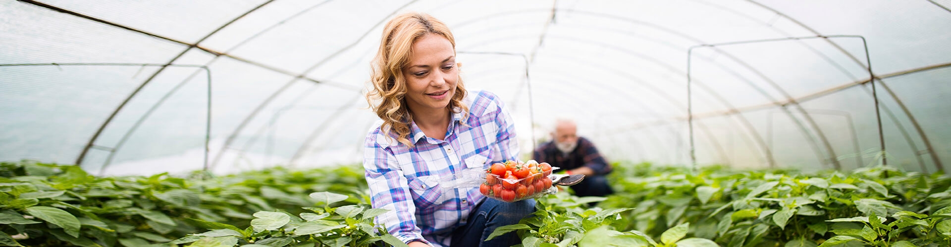  SAECA - Trámites con SAECA - Chica de camisa de cuadros recolectando cultivo de tomates en invernadero