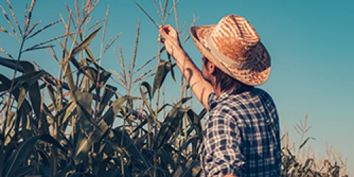 Digitalización del sector agroalimentario y del medio rural.